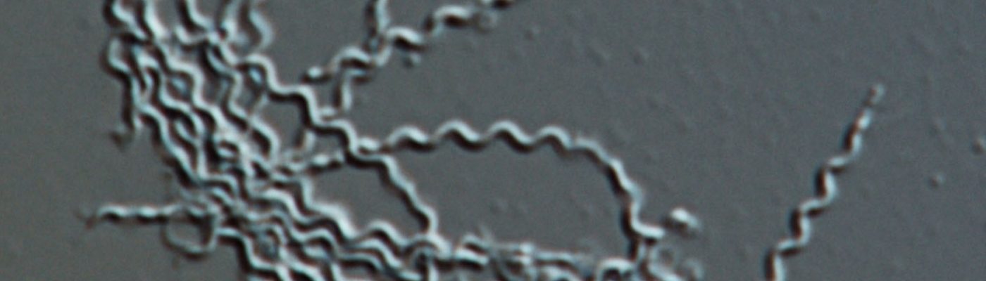 Borrelia spirochetes